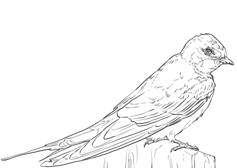 Barn Swallow Coloring Page